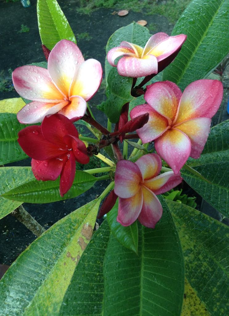 Vivid Kinds Of Kalachuchi View for Mobile Vivid Kinds Of Kalachuchi View for Mobile